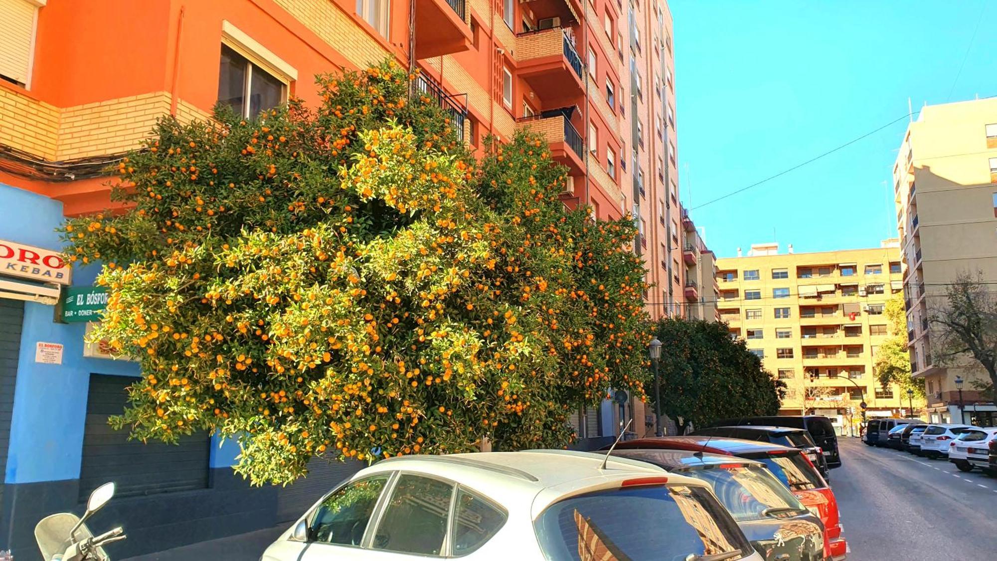 Nuevo Costa Del Alma * Valenza